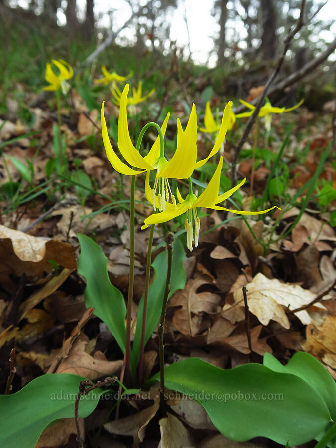 glacier lilies (Erythronium grandiflorum) [Rowena Curves, Mayer State Park, Wasco County, Oregon]