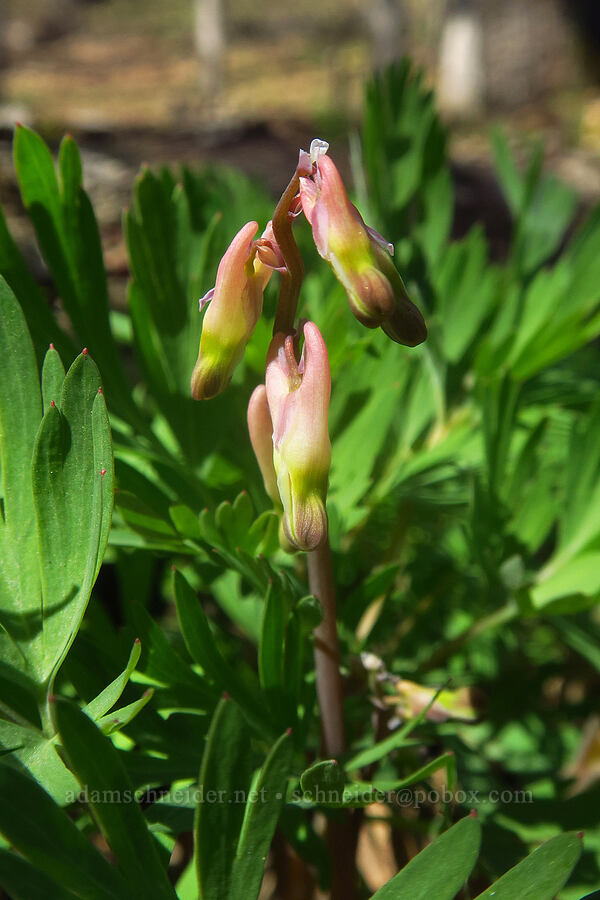 Dutchman's breeches, budding (Dicentra cucullaria var. occidentalis) [Chenoweth Creek, Wasco County, Oregon]