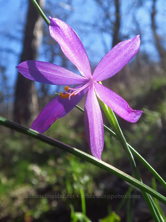 grass-widow (Olsynium douglasii) [Chenoweth Tableland, Wasco County, Oregon]