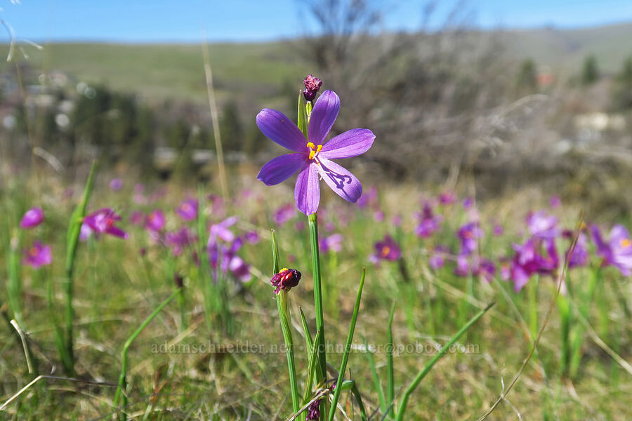 grass-widows (Olsynium douglasii) [Chenoweth Tableland, Wasco County, Oregon]