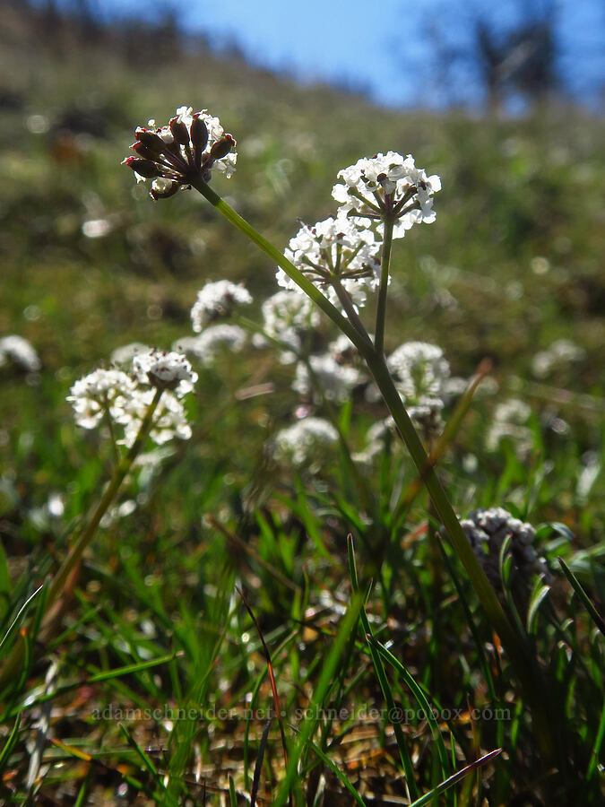 Piper's salt-and-pepper desert parsley (Lomatium piperi) [Chenoweth Tableland, Wasco County, Oregon]