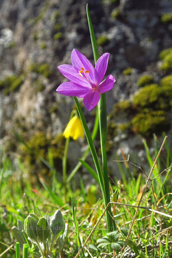 grass-widow & yellow bell (Olsynium douglasii, Fritillaria pudica) [Chenoweth Tableland, Wasco County, Oregon]