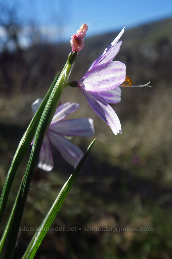 striped grass-widows (Olsynium douglasii) [Chenoweth Tableland, Wasco County, Oregon]