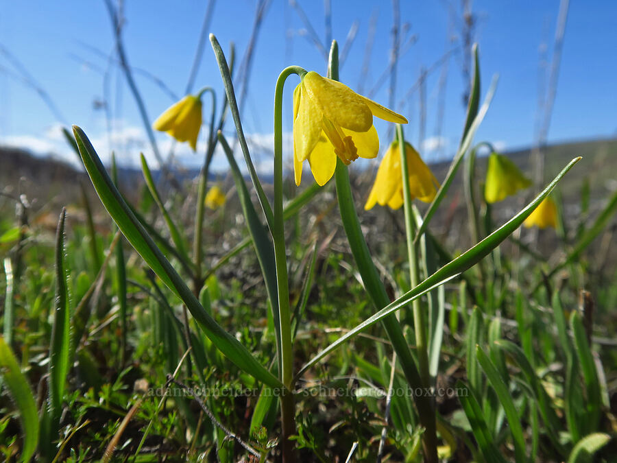 yellow bells (Fritillaria pudica) [Chenoweth Tableland, Wasco County, Oregon]
