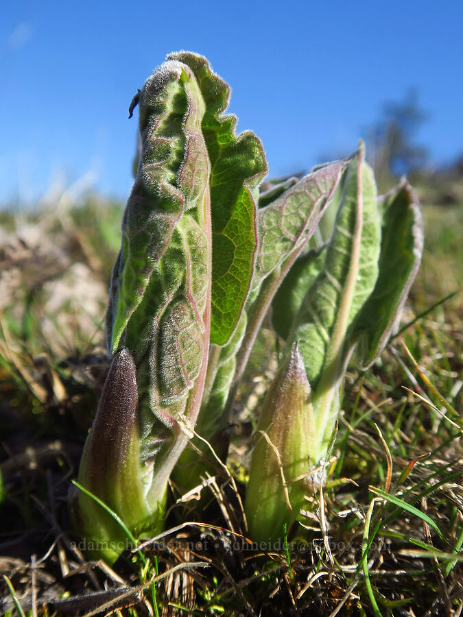 balsamroot shoots (Balsamorhiza sp.) [Chenoweth Tableland, Wasco County, Oregon]