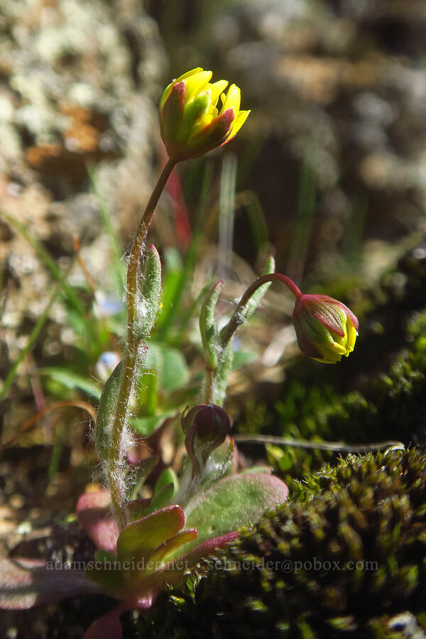 gold stars, just starting to open (Crocidium multicaule) [Chenoweth Tableland, Wasco County, Oregon]
