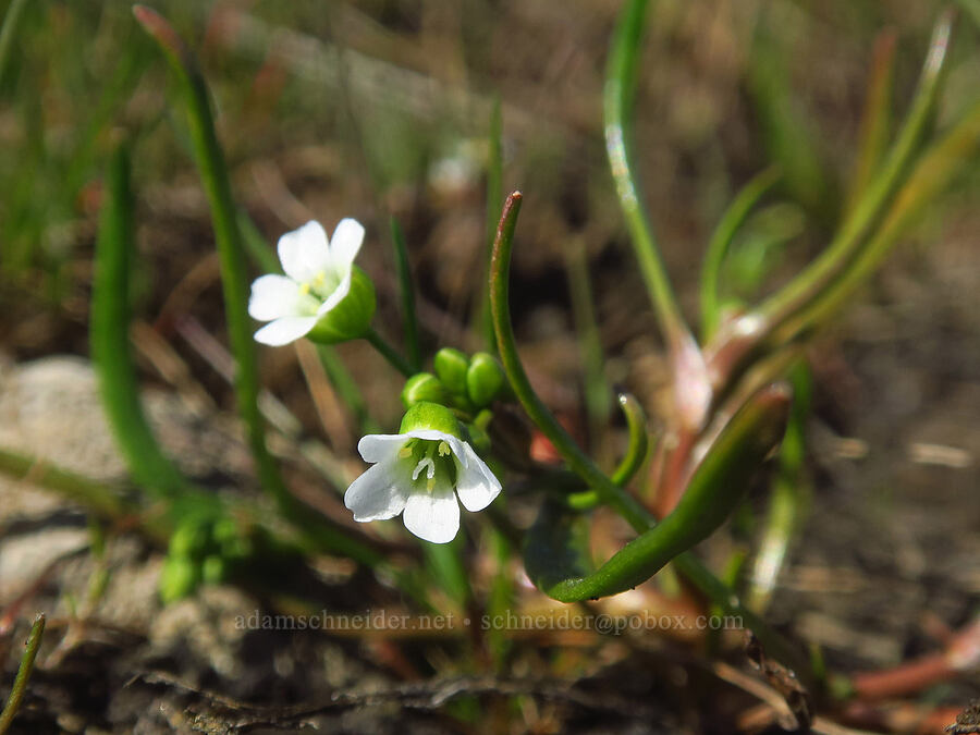 line-leaf montia (Montia linearis (Claytonia linearis)) [Chenoweth Tableland, Wasco County, Oregon]
