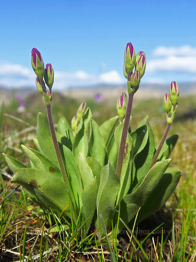poet's shooting stars (Dodecatheon poeticum (Primula poetica)) [Chenoweth Tableland, Wasco County, Oregon]