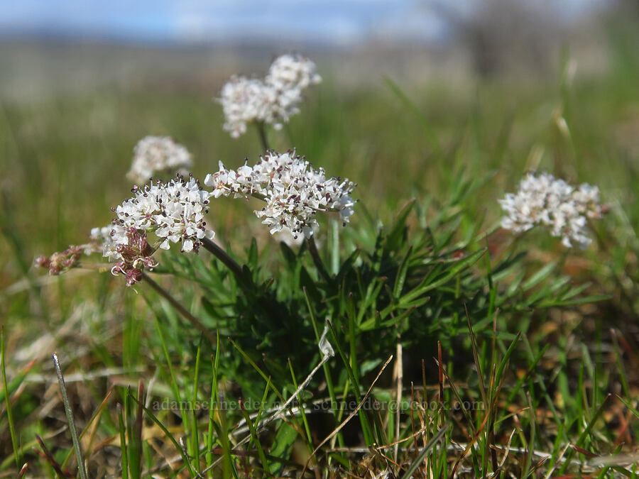 Gorman's desert parsley (Lomatium gormanii) [Chenoweth Tableland, Wasco County, Oregon]