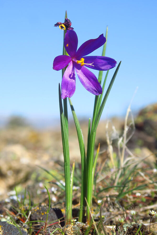 grass-widows (Olsynium douglasii) [Chenoweth Tableland, Wasco County, Oregon]
