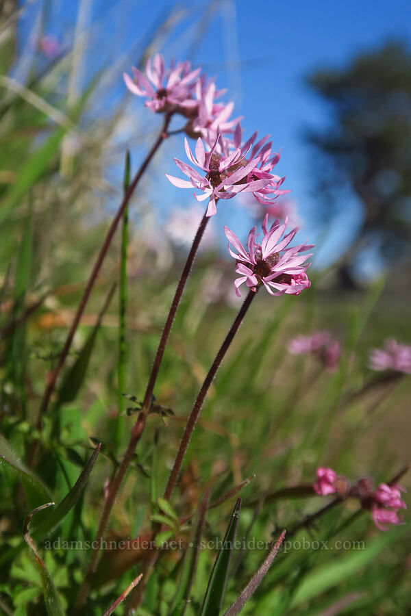 smooth prairie stars (Lithophragma glabrum) [Chenoweth Tableland, Wasco County, Oregon]