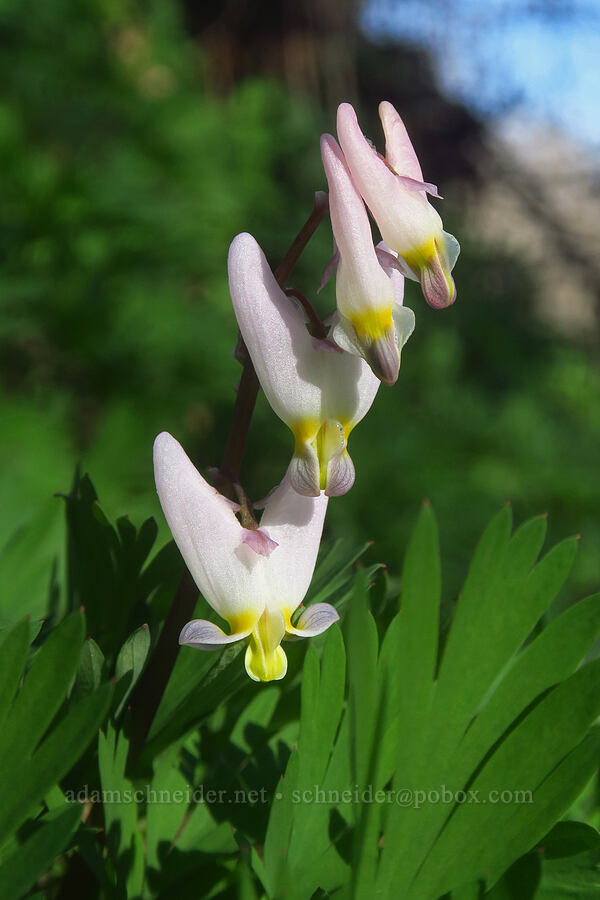 Dutchman's breeches (Dicentra cucullaria var. occidentalis) [Chenoweth Creek, Wasco County, Oregon]