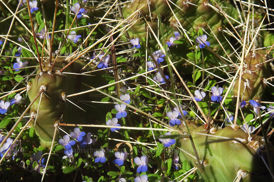 small-flowered blue-eyed-mary & Columbia prickly-pear cactus (Collinsia parviflora, Opuntia x columbiana (Opuntia columbiana)) [Seufert County Park, The Dalles, Wasco County, Oregon]