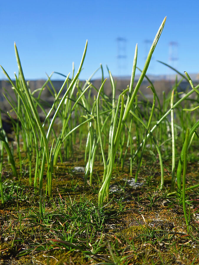 onion shoots (Allium sp.) [Seufert County Park, The Dalles, Wasco County, Oregon]