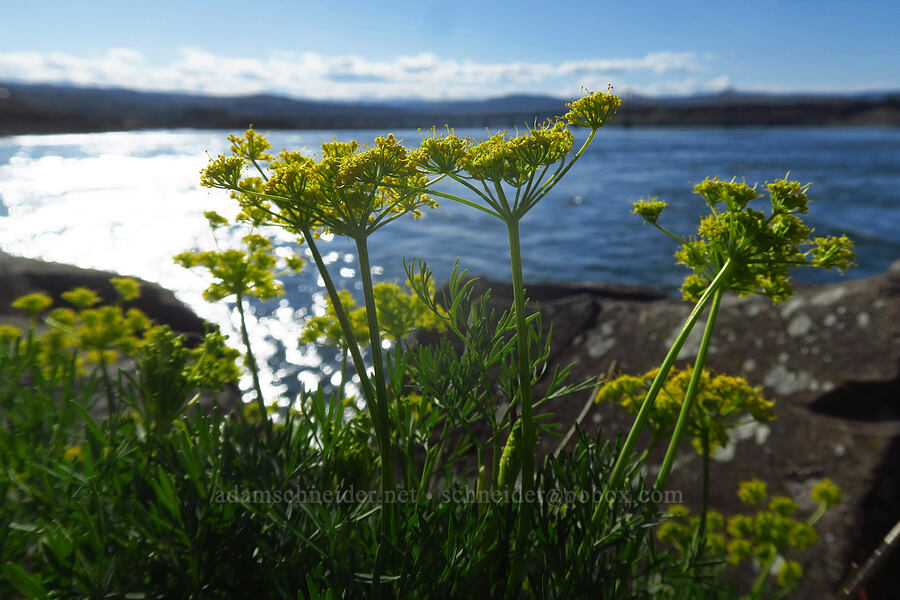 smooth desert parsley (Lomatium laevigatum) [Seufert County Park, The Dalles, Wasco County, Oregon]