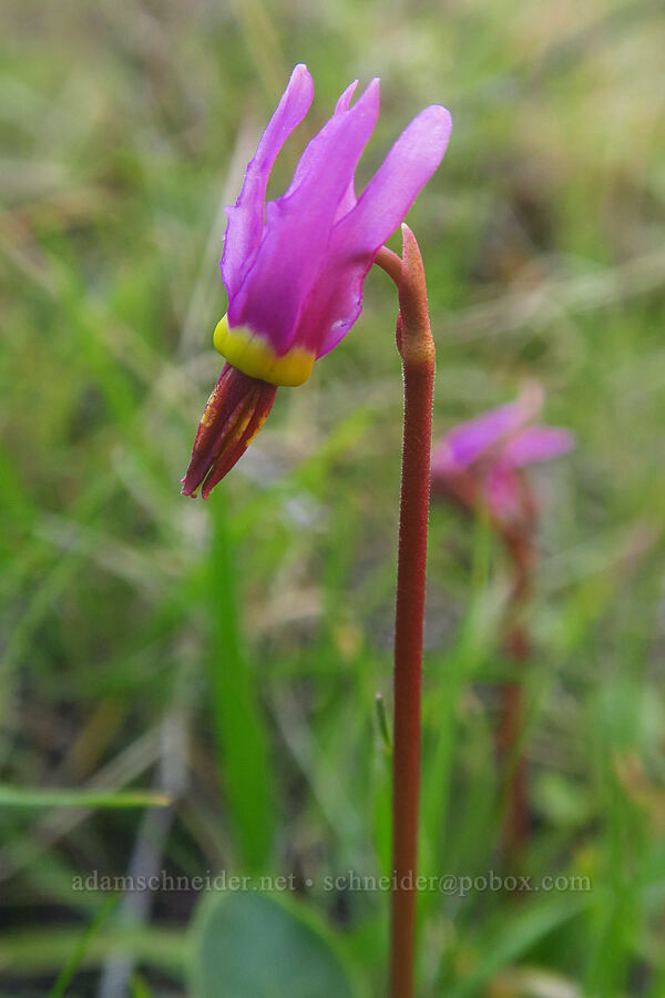 desert shooting star (Dodecatheon conjugens (Primula conjugens)) [Devil's Gap, Columbia Hills State Park, Klickitat County, Washington]