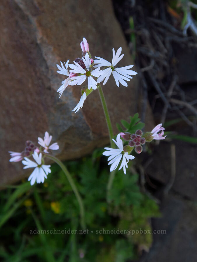 prairie stars (Lithophragma parviflorum) [Devil's Gap, Columbia Hills State Park, Klickitat County, Washington]