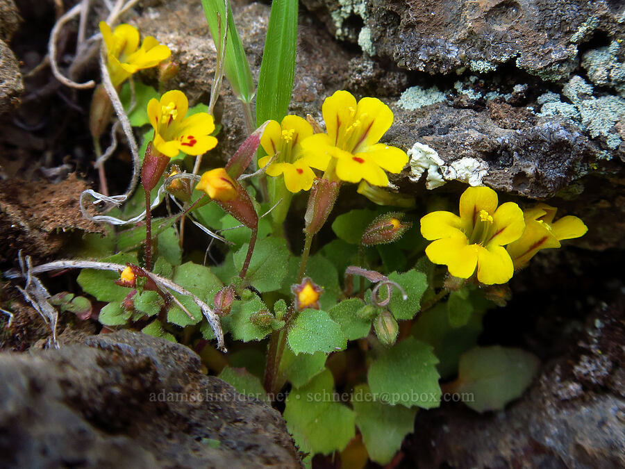 chickweed monkeyflower (Erythranthe alsinoides (Mimulus alsinoides)) [Devil's Gap, Columbia Hills State Park, Klickitat County, Washington]