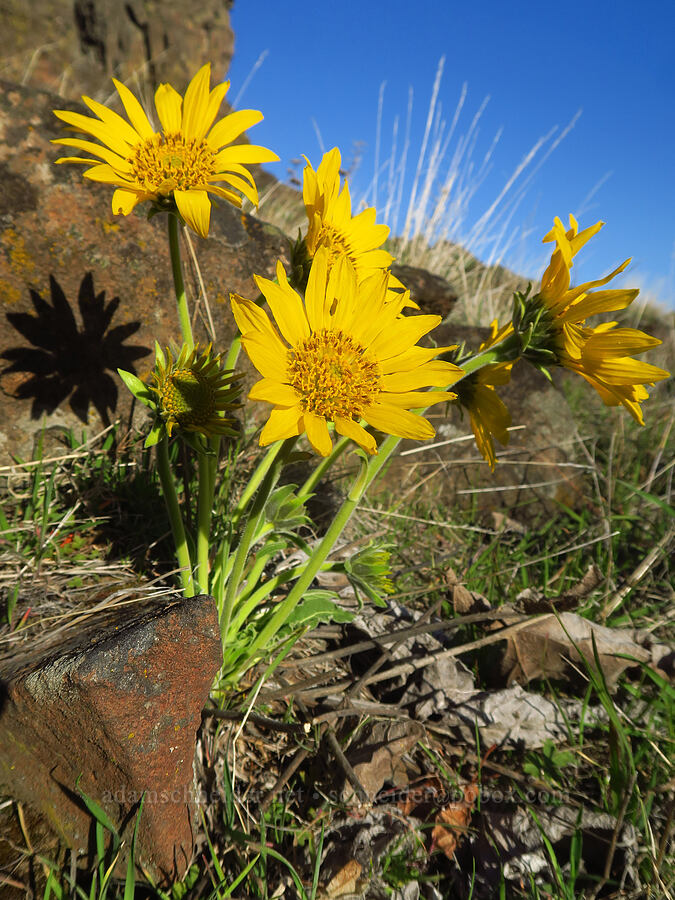 Carey's balsamroot (probably) (Balsamorhiza careyana) [Devil's Gap, Columbia Hills State Park, Klickitat County, Washington]