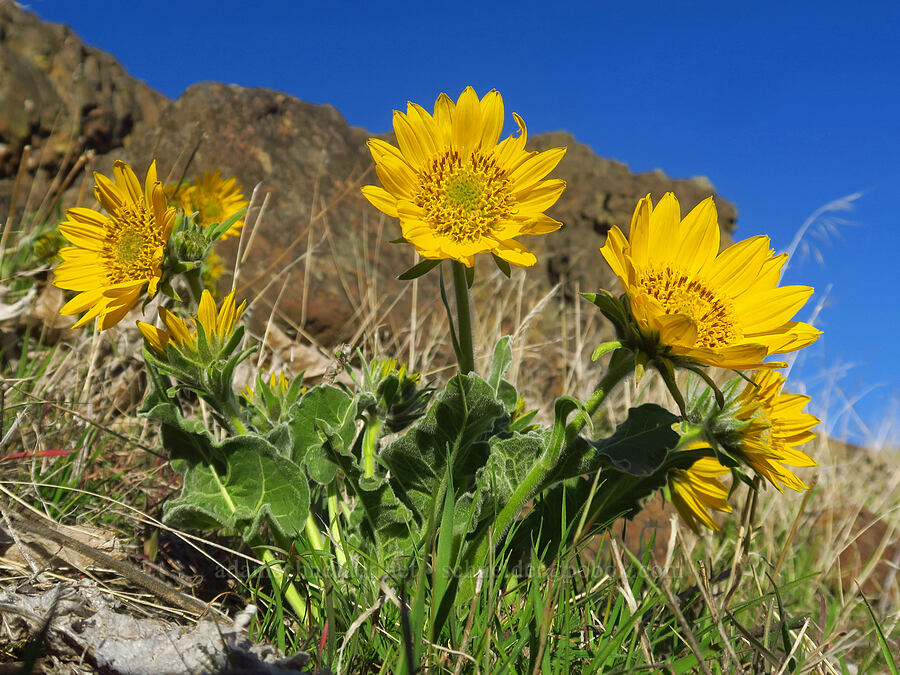 Carey's balsamroot (probably) (Balsamorhiza careyana) [Devil's Gap, Columbia Hills State Park, Klickitat County, Washington]