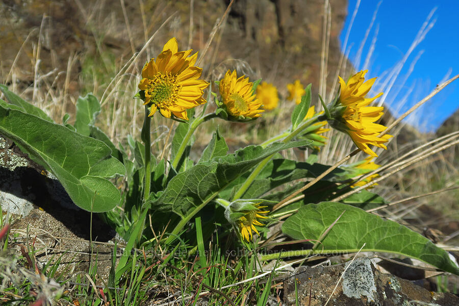 arrow-leaf balsamroot (probably) (Balsamorhiza sagittata) [Devil's Gap, Columbia Hills State Park, Klickitat County, Washington]