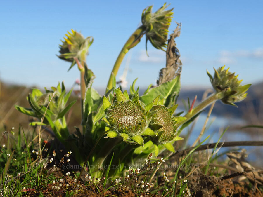 balsamroot, budding (Balsamorhiza sp.) [Devil's Gap, Columbia Hills State Park, Klickitat County, Washington]