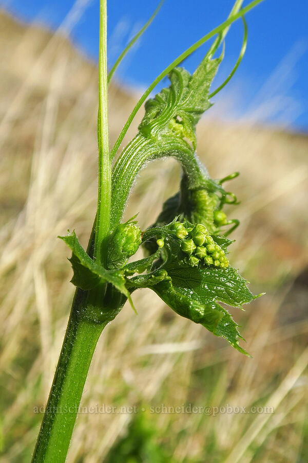 manroot, budding (Marah oregana (Marah oreganus)) [Devil's Gap, Columbia Hills State Park, Klickitat County, Washington]