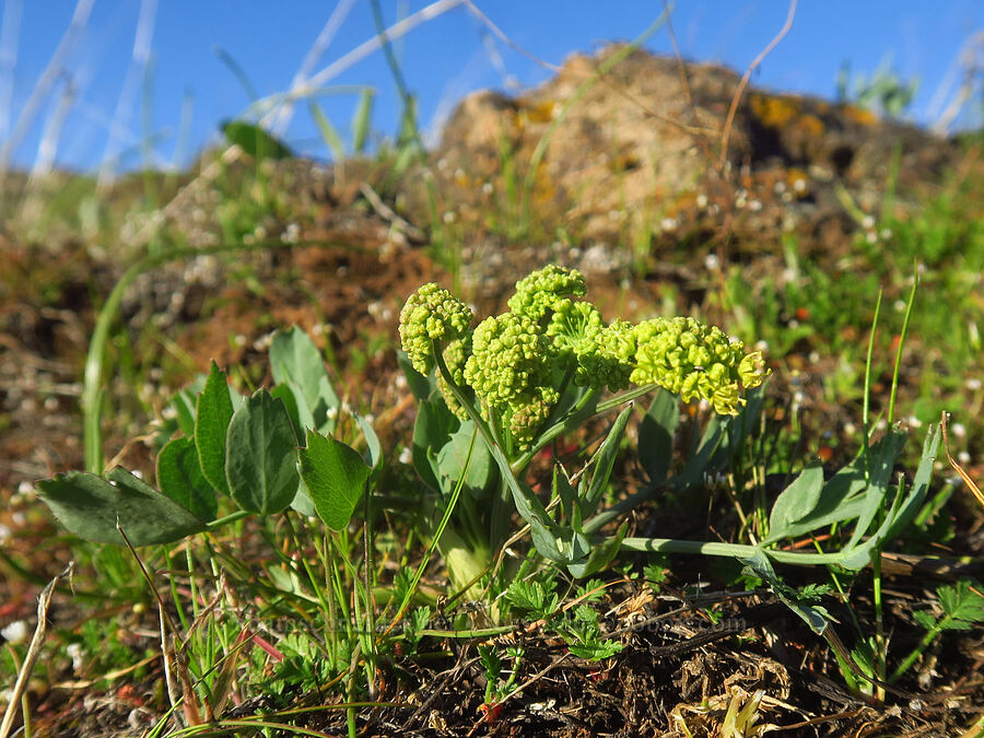 bare-stem desert parsley (Lomatium nudicaule) [Devil's Gap, Columbia Hills State Park, Klickitat County, Washington]