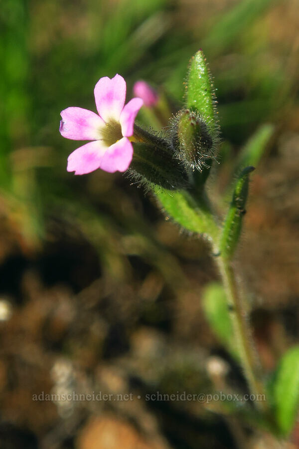 slender phlox (Microsteris gracilis (Phlox gracilis)) [Devil's Gap, Columbia Hills State Park, Klickitat County, Washington]