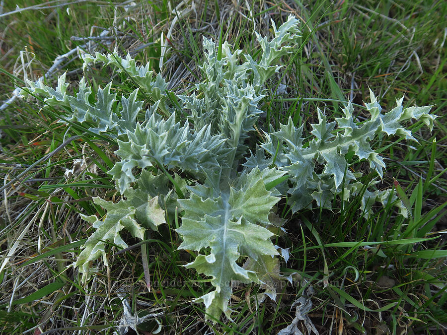 wavy-leaf thistle leaves (Cirsium undulatum) [Devil's Gap, Columbia Hills State Park, Klickitat County, Washington]