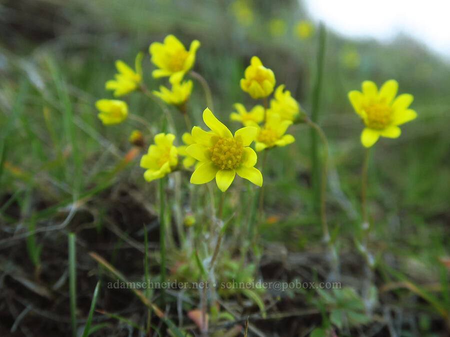 gold stars (Crocidium multicaule) [Devil's Gap, Columbia Hills State Park, Klickitat County, Washington]