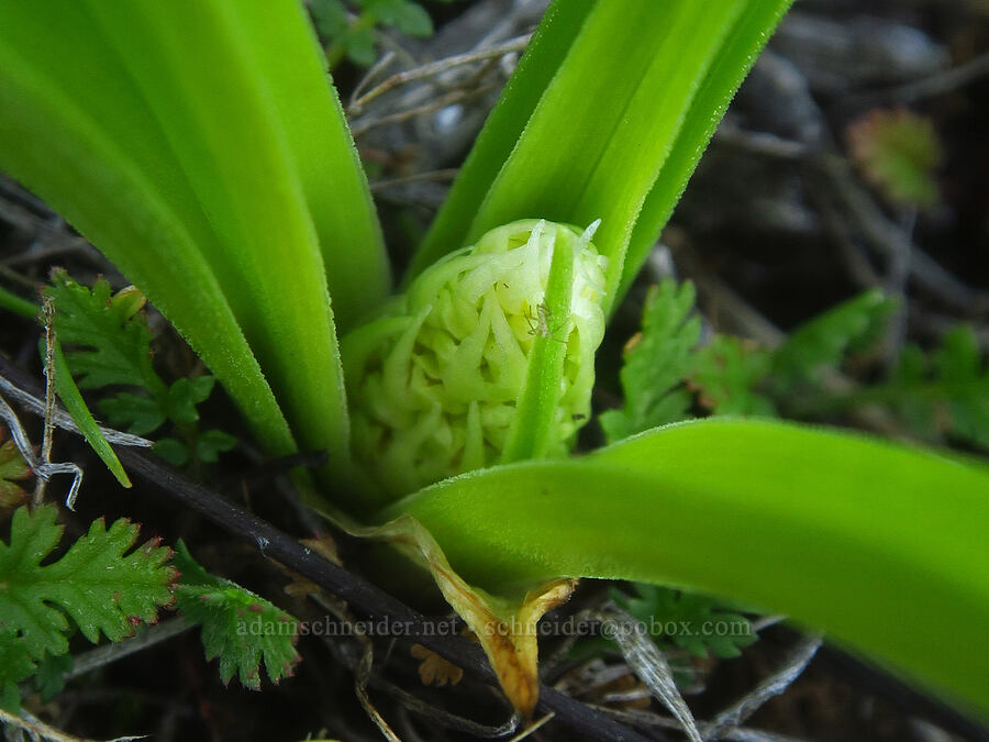 death-camas, budding (Toxicoscordion sp. (Zigadenus sp.)) [Devil's Gap, Columbia Hills State Park, Klickitat County, Washington]