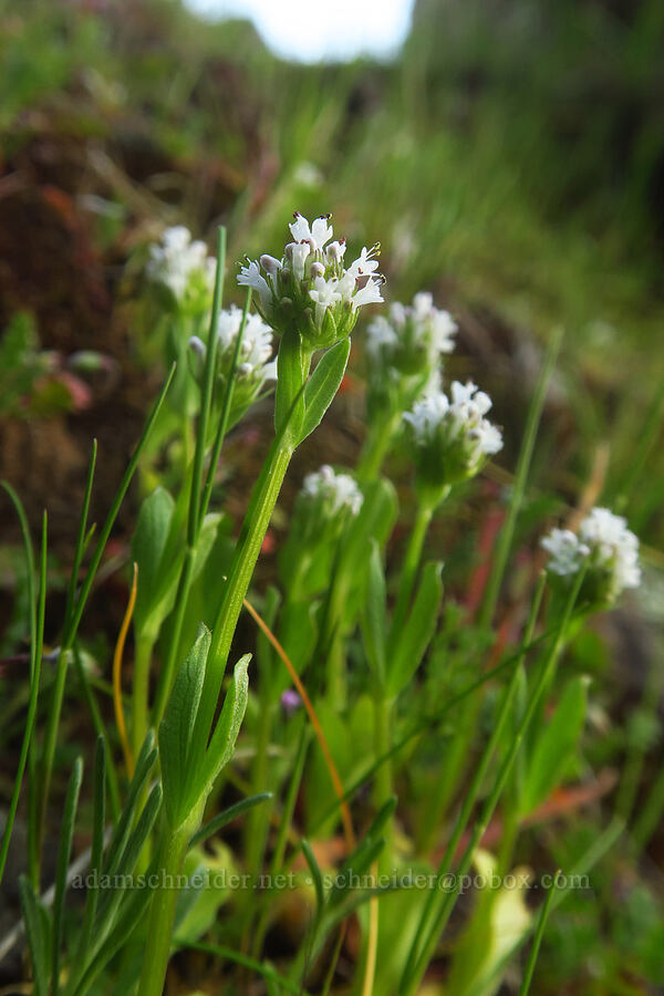 white plectritis (Plectritis macrocera) [Devil's Gap, Columbia Hills State Park, Klickitat County, Washington]