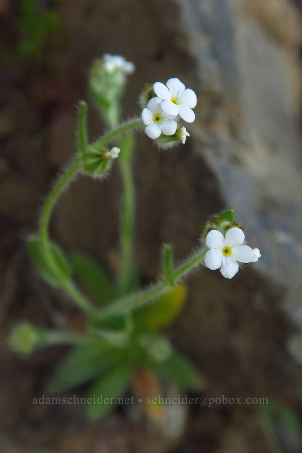 rusty popcorn flower (Plagiobothrys nothofulvus) [Devil's Gap, Columbia Hills State Park, Klickitat County, Washington]