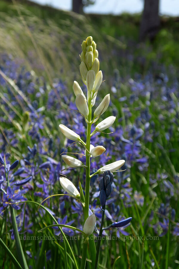 white camas (Camassia quamash) [Catherine Creek, Klickitat County, Washington]