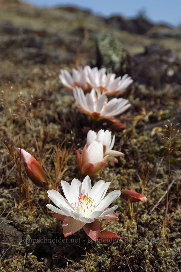 bitterroot (Lewisia rediviva) [Catherine Creek, Klickitat County, Washington]
