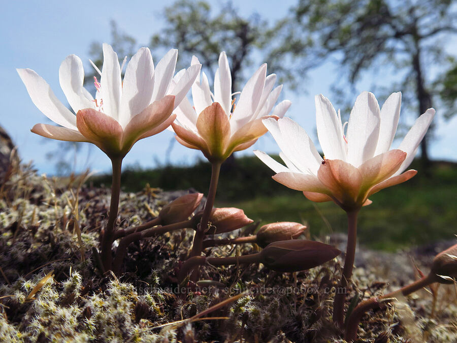 bitterroot (Lewisia rediviva) [Catherine Creek, Klickitat County, Washington]