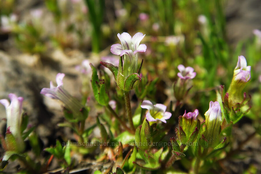 bractless hedge-hyssop (Gratiola ebracteata) [Catherine Creek, Klickitat County, Washington]