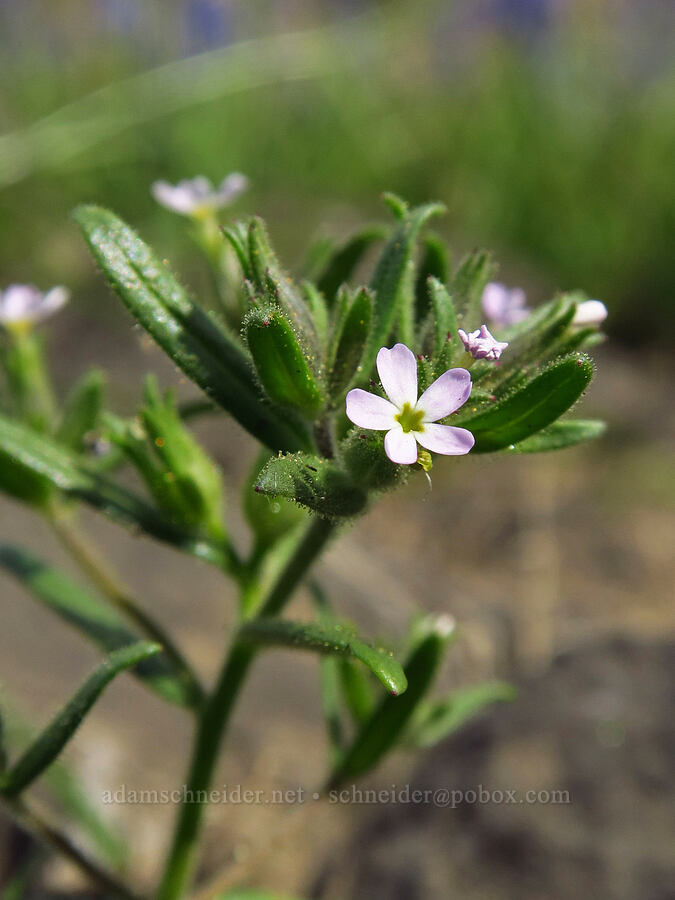 slender phlox (Microsteris gracilis (Phlox gracilis)) [Catherine Creek, Klickitat County, Washington]