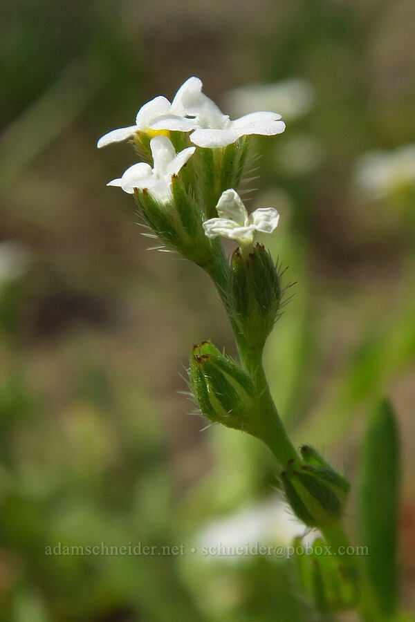 Scouler's popcorn flower (Plagiobothrys scouleri) [Catherine Creek, Klickitat County, Washington]