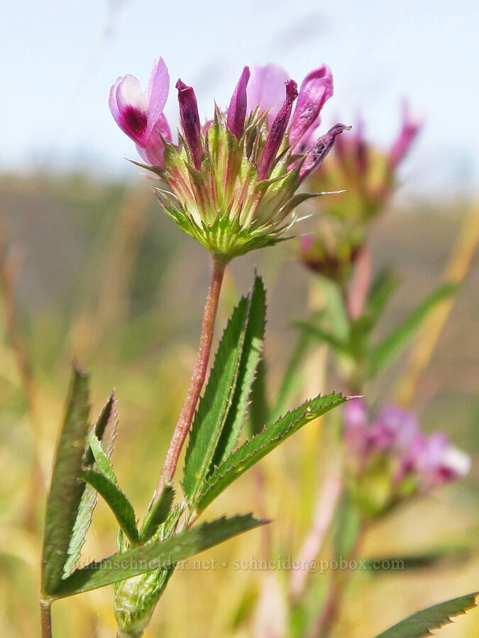 tomcat clover (Trifolium willdenovii) [Catherine Creek, Klickitat County, Washington]