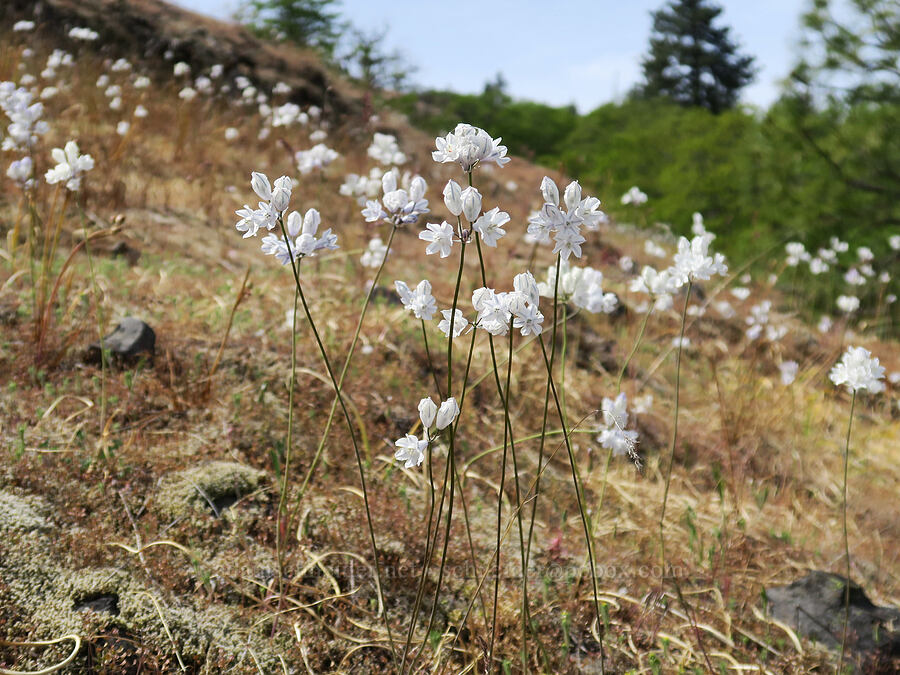 bi-colored cluster lilies (Triteleia grandiflora var. howellii (Brodiaea bicolor)) [Catherine Creek, Klickitat County, Washington]