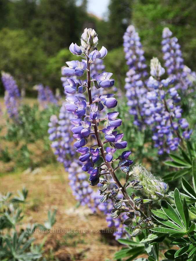 Columbia Gorge lupines (Lupinus sericeus var. thompsonianus (Lupinus latifolius x sericeus)) [Catherine Creek, Klickitat County, Washington]