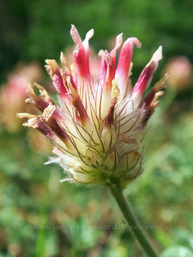 big-head clover, fading (Trifolium macrocephalum) [Tracy Hill, Klickitat County, Washington]