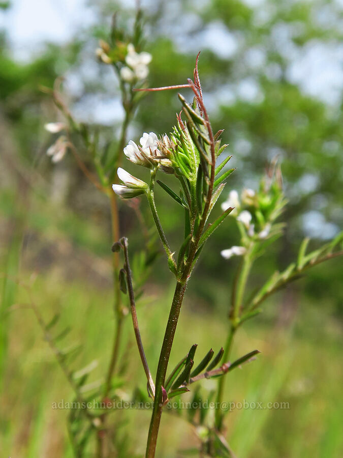 hairy vetch (Vicia hirsuta) [Tracy Hill, Klickitat County, Washington]