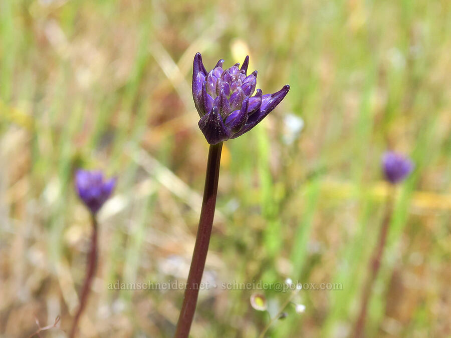 fork-tooth ookow, budding (Dichelostemma congestum (Brodiaea congesta)) [Tracy Hill, Klickitat County, Washington]