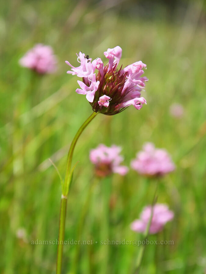 rosy plectritis (Plectritis congesta) [Tracy Hill, Klickitat County, Washington]