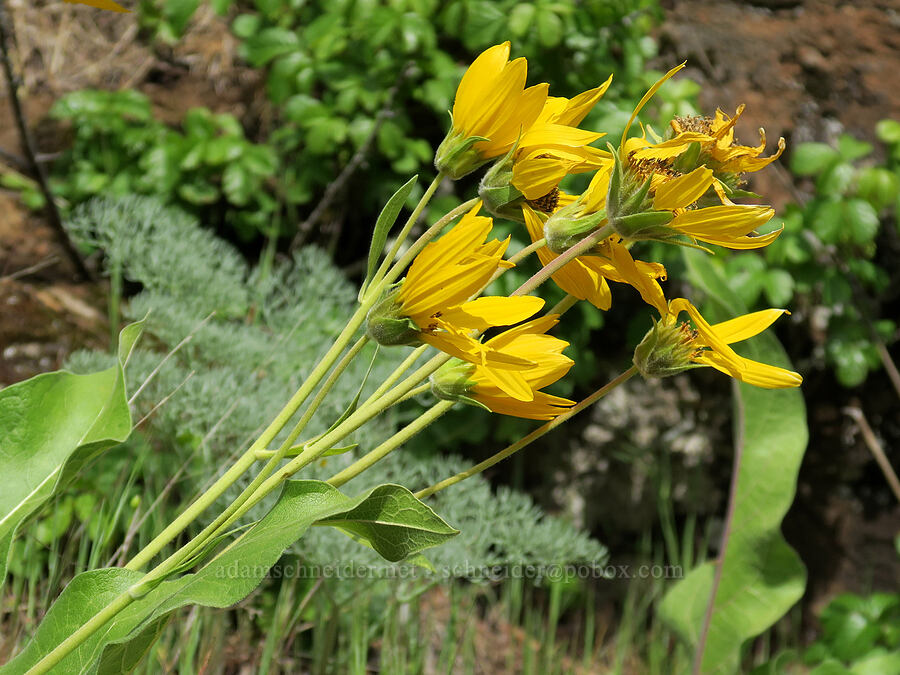 balsamroot (Balsamorhiza sp.) [Tracy Hill, Klickitat County, Washington]