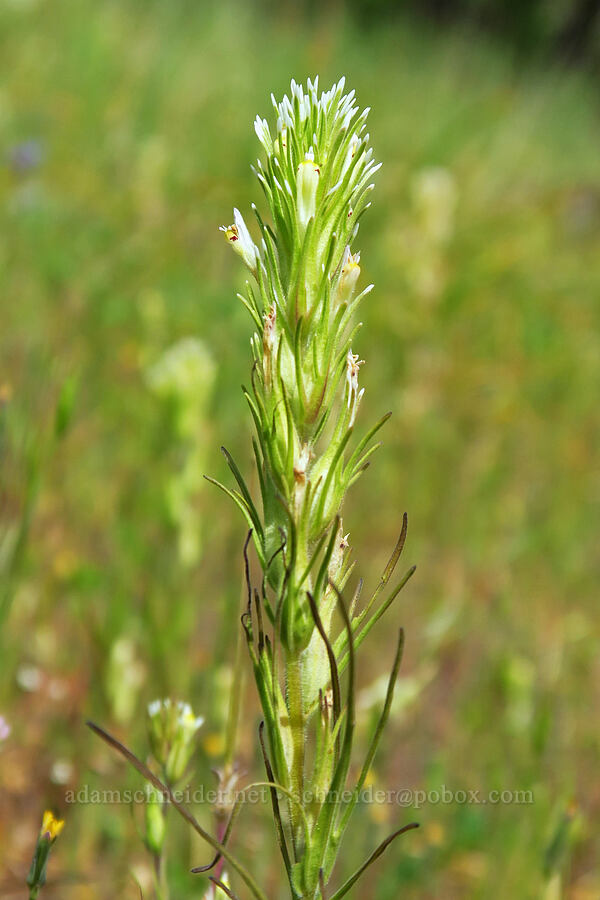 narrow-leaf owl's-clover/paintbrush (Castilleja attenuata (Orthocarpus attenuatus)) [Tracy Hill, Klickitat County, Washington]