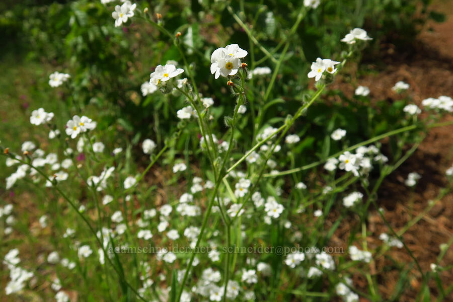 stick-seed (Hackelia diffusa) [Tracy Hill, Klickitat County, Washington]